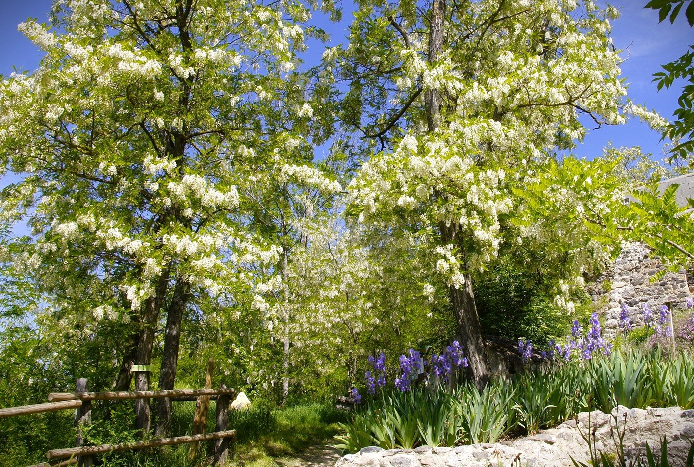 Accacias sur les chemins de Perrier