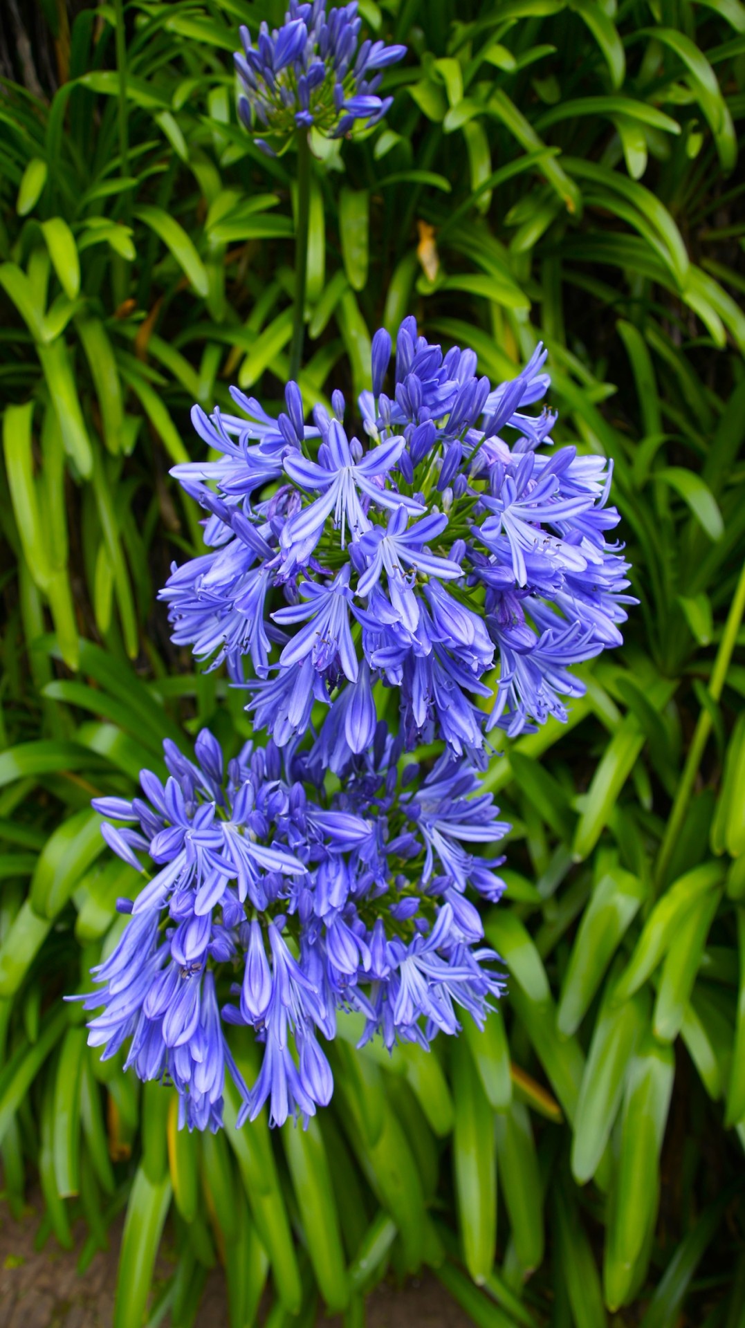 Agapanthe