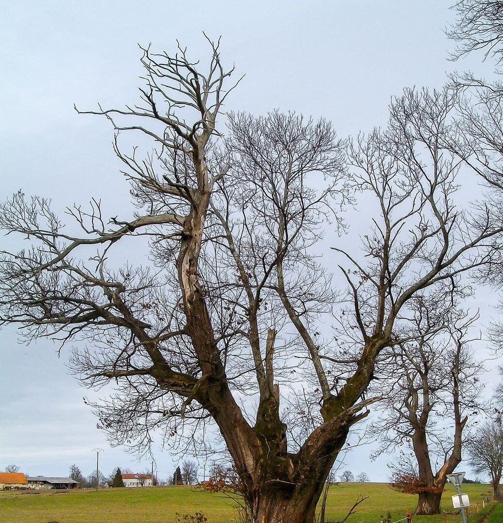 Arbre sur les sentiers de Billezois