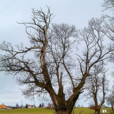 Arbre sur les sentiers de Billezois