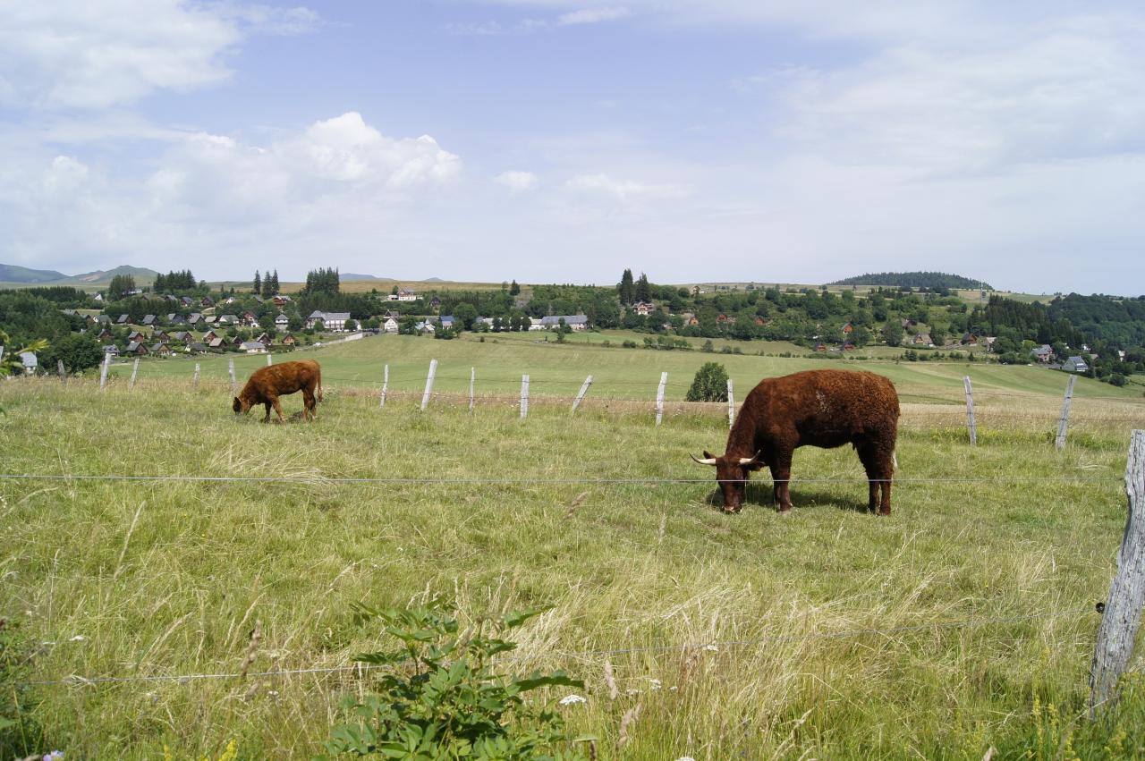 Autour du lac pavin