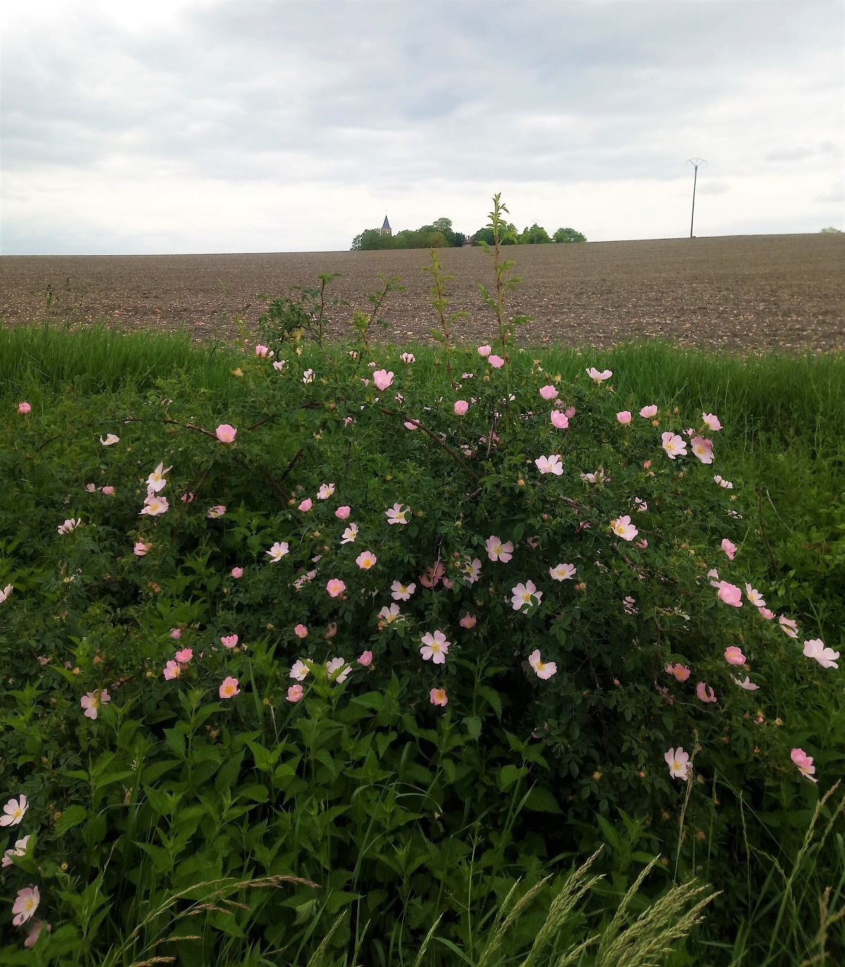 Campagne autour de cognat lyonne