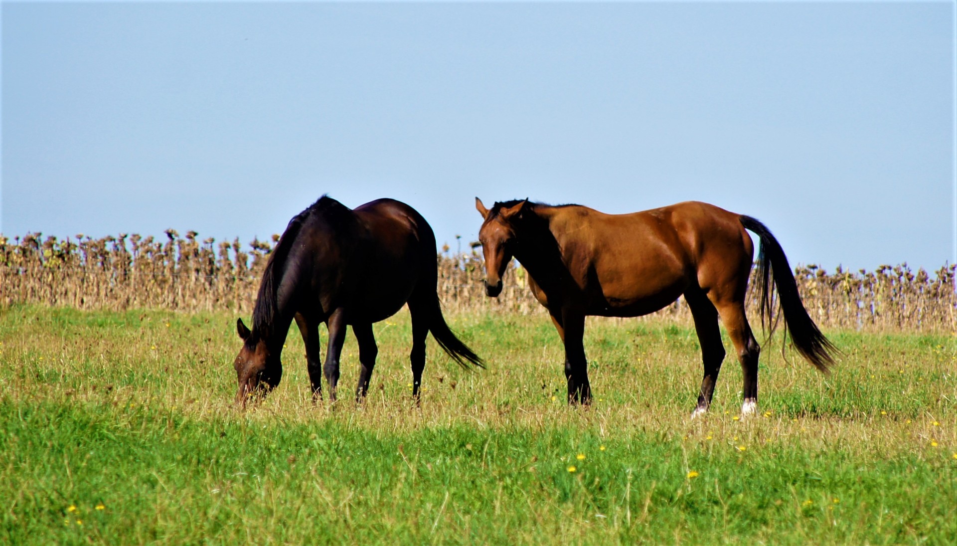 Chevaux