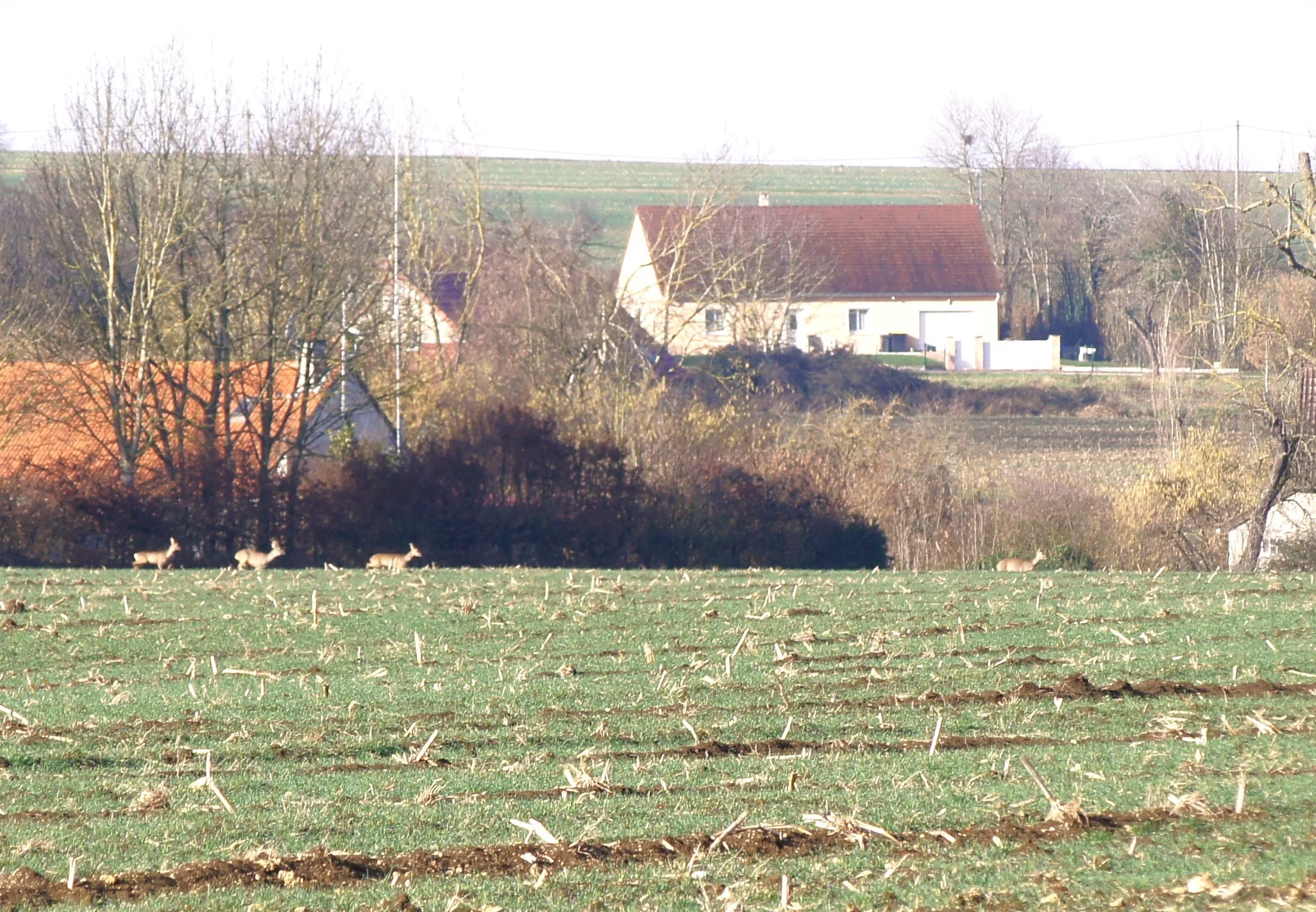 Chevreuils dans la campagne de Montaigu le Blin