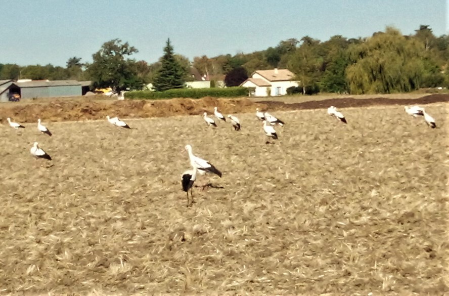 Cigognes 2 à cognat Lyonne