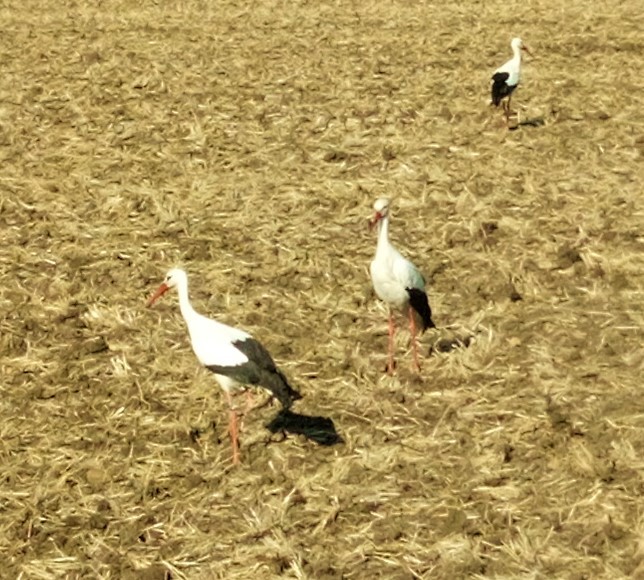 Cigognes 3 à cognat Lyonne