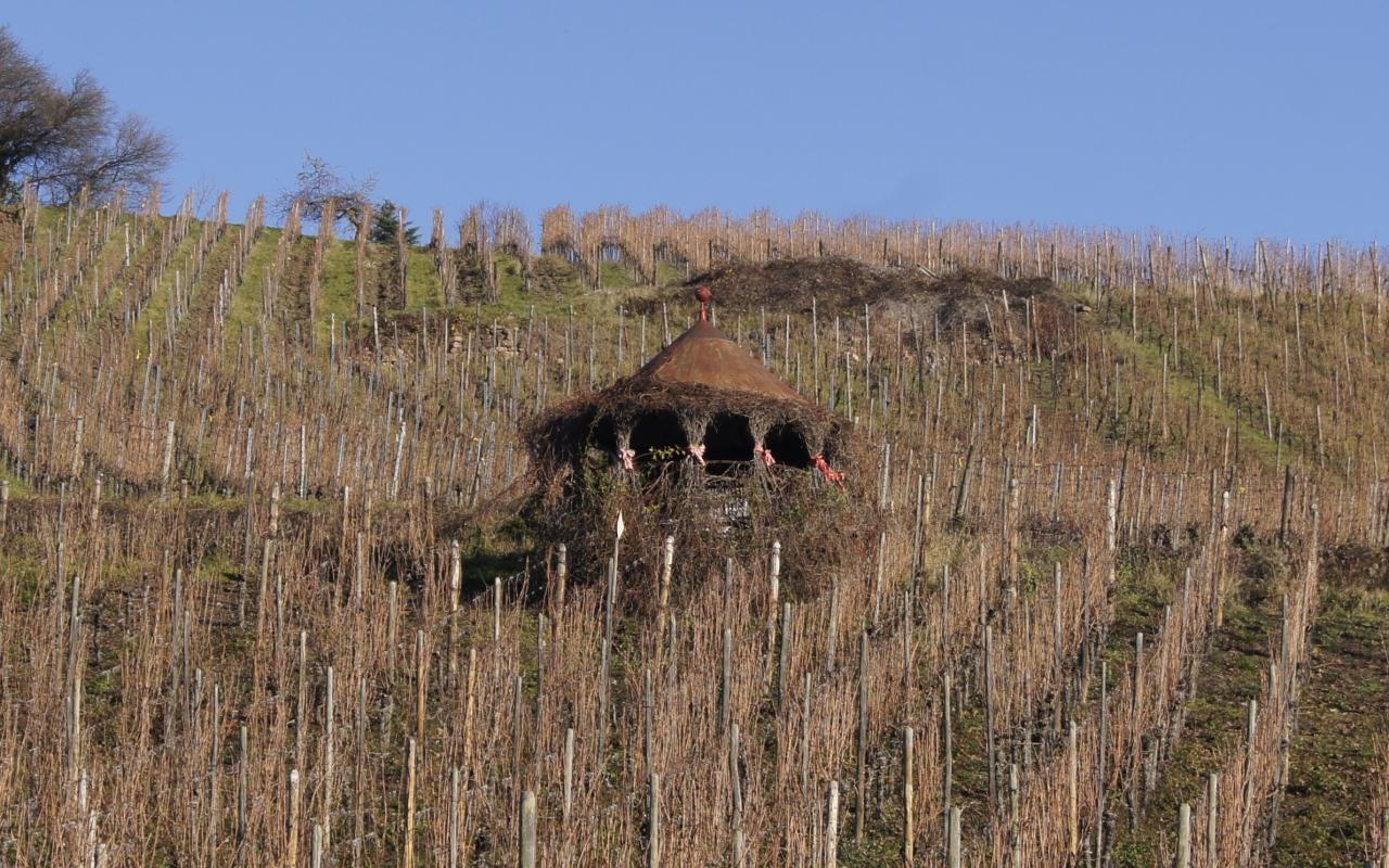 Vigne en Alsace décembre 2015