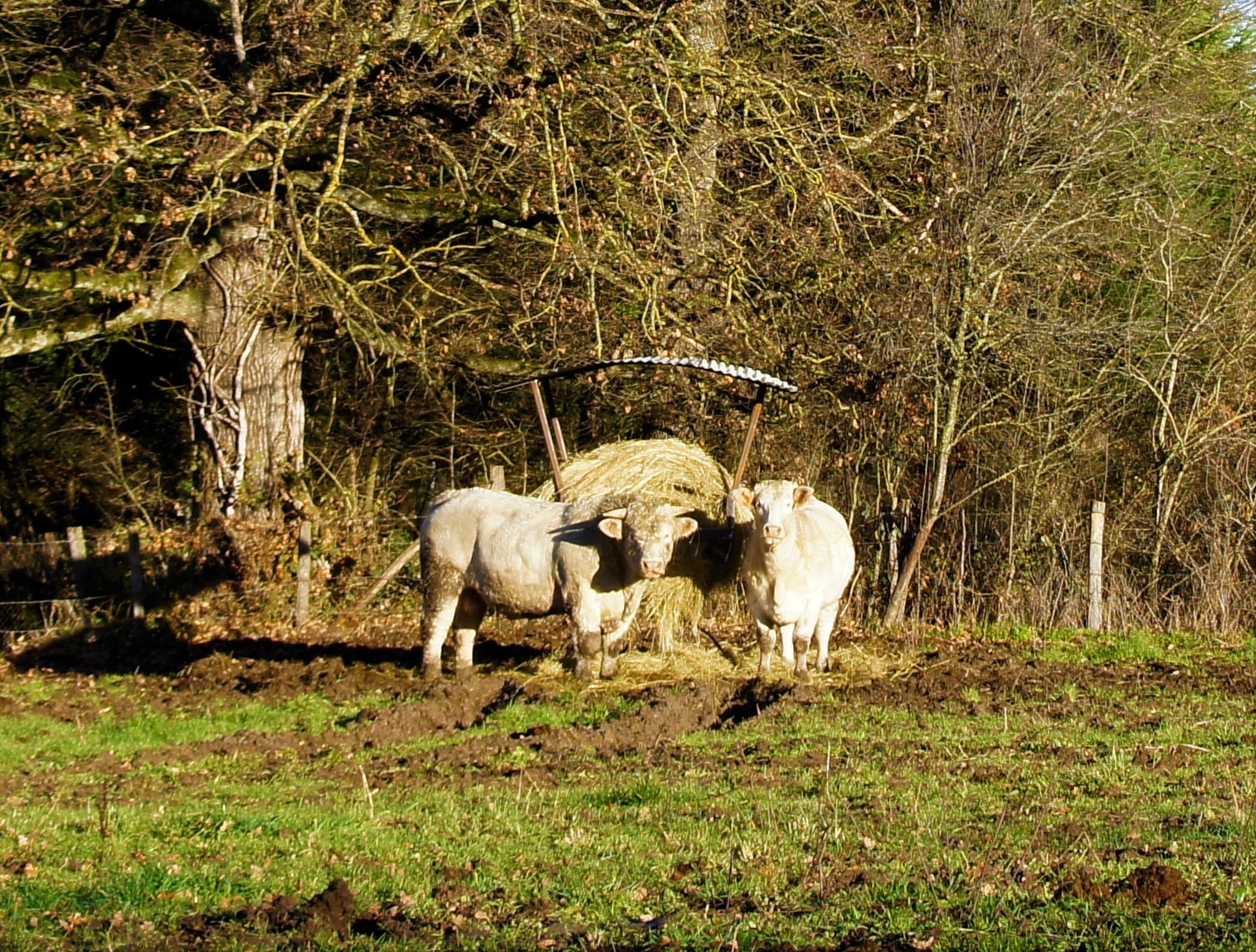 Faune local à Mons