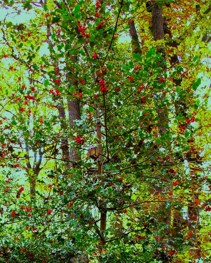 Houx à Chassignol