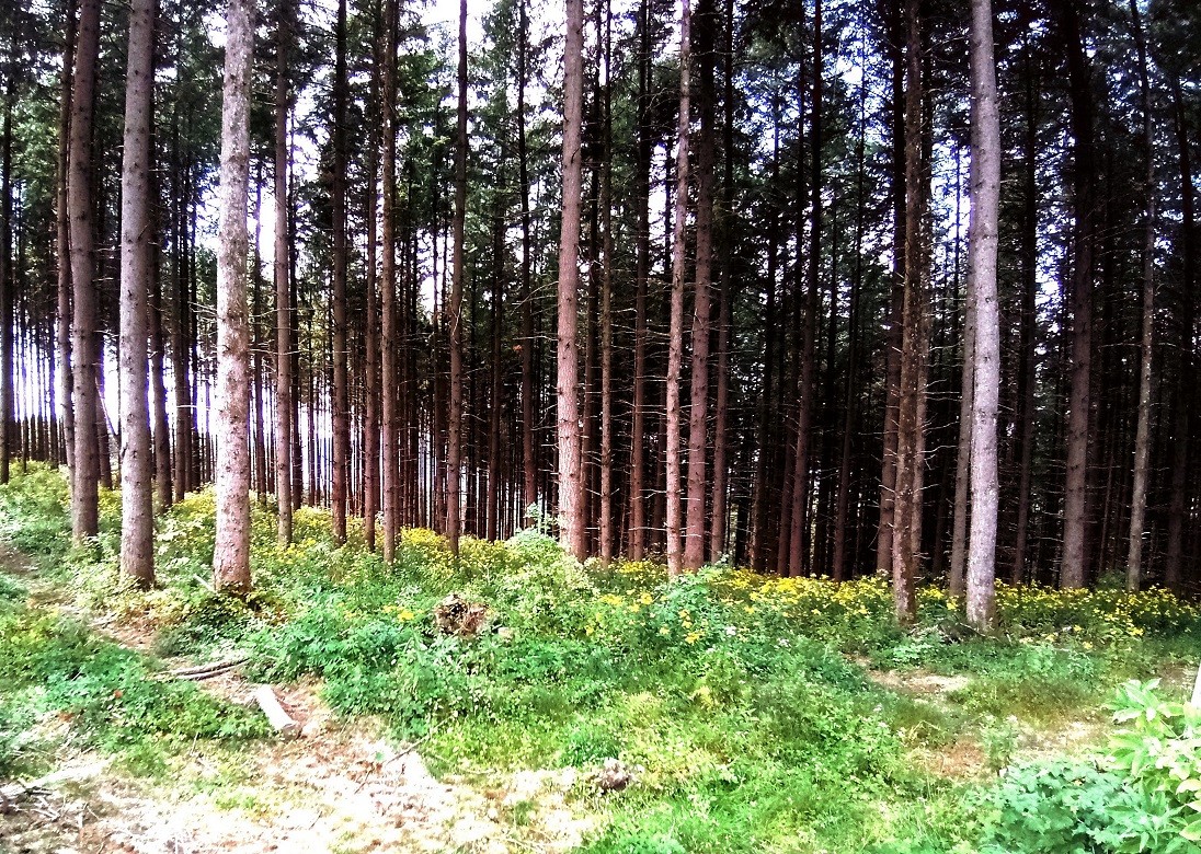 Foret à St Nicolas des Biefs