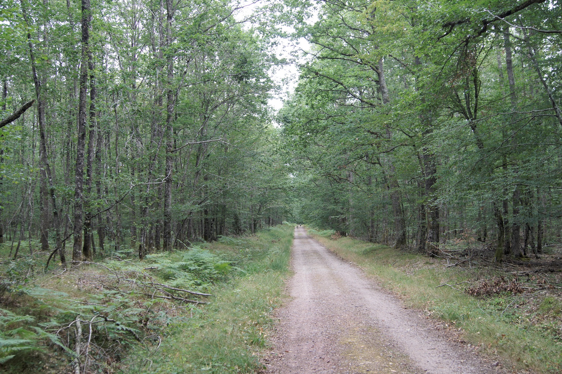 Foret de Tronçais aout 2019