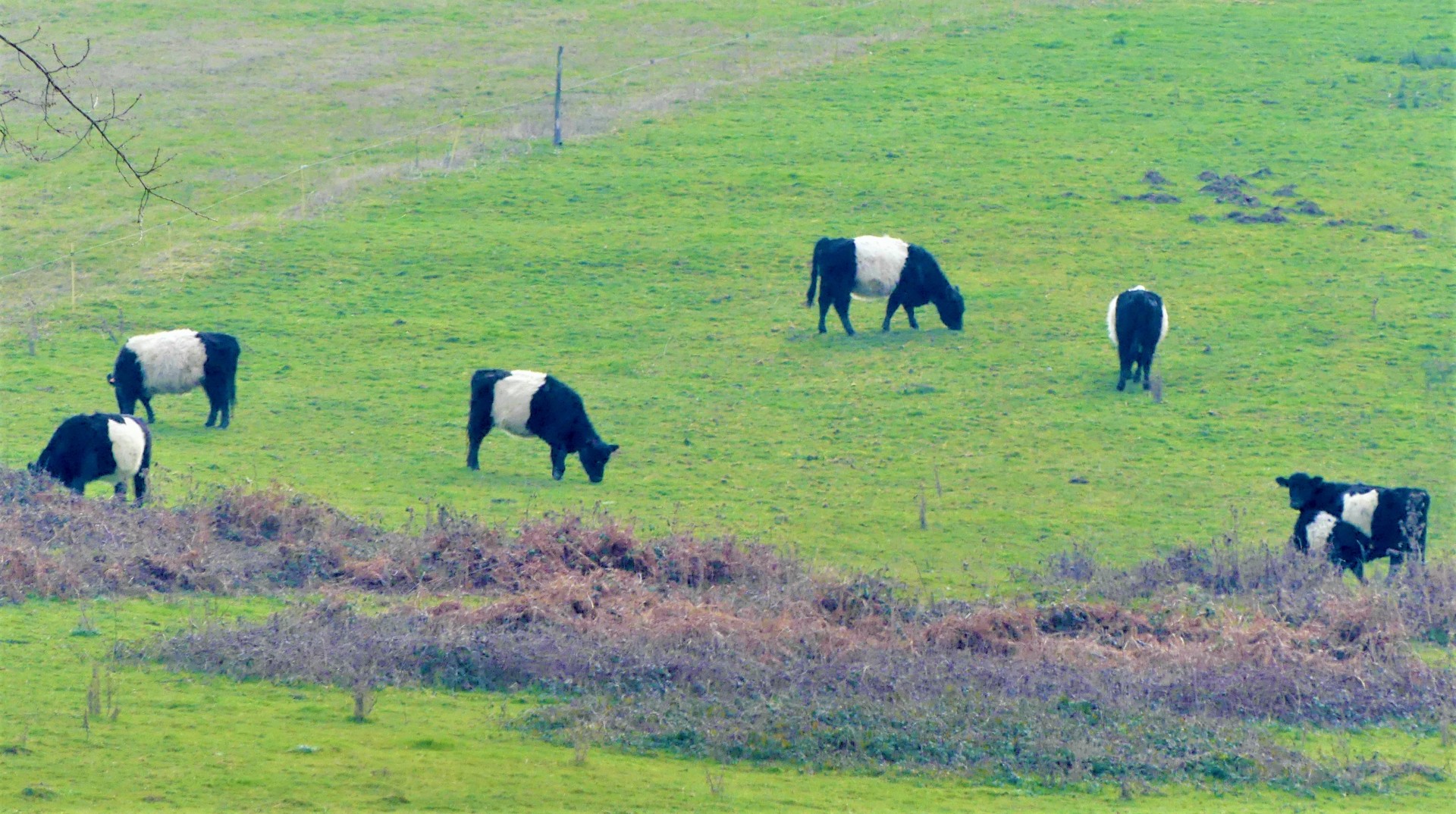 Rencontre sur les chemin de Ferrières sur Sichon