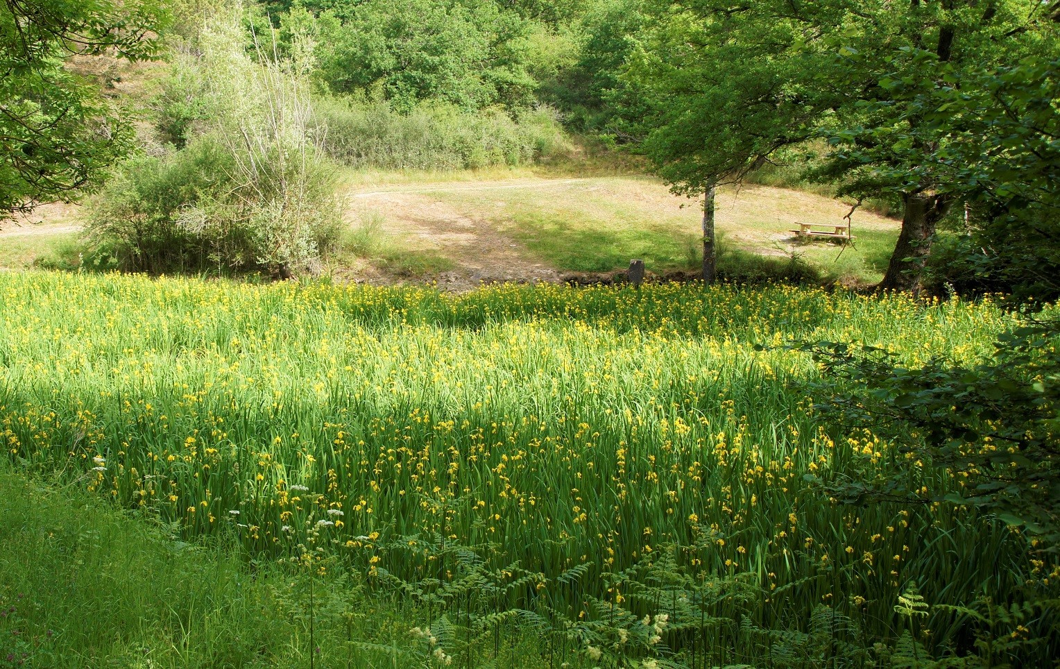 Massif d'iris d'eau 