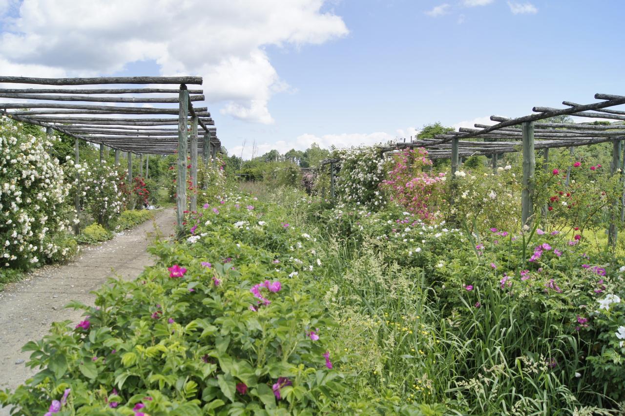 Jardin de la terre d'Arlanc juin 2016