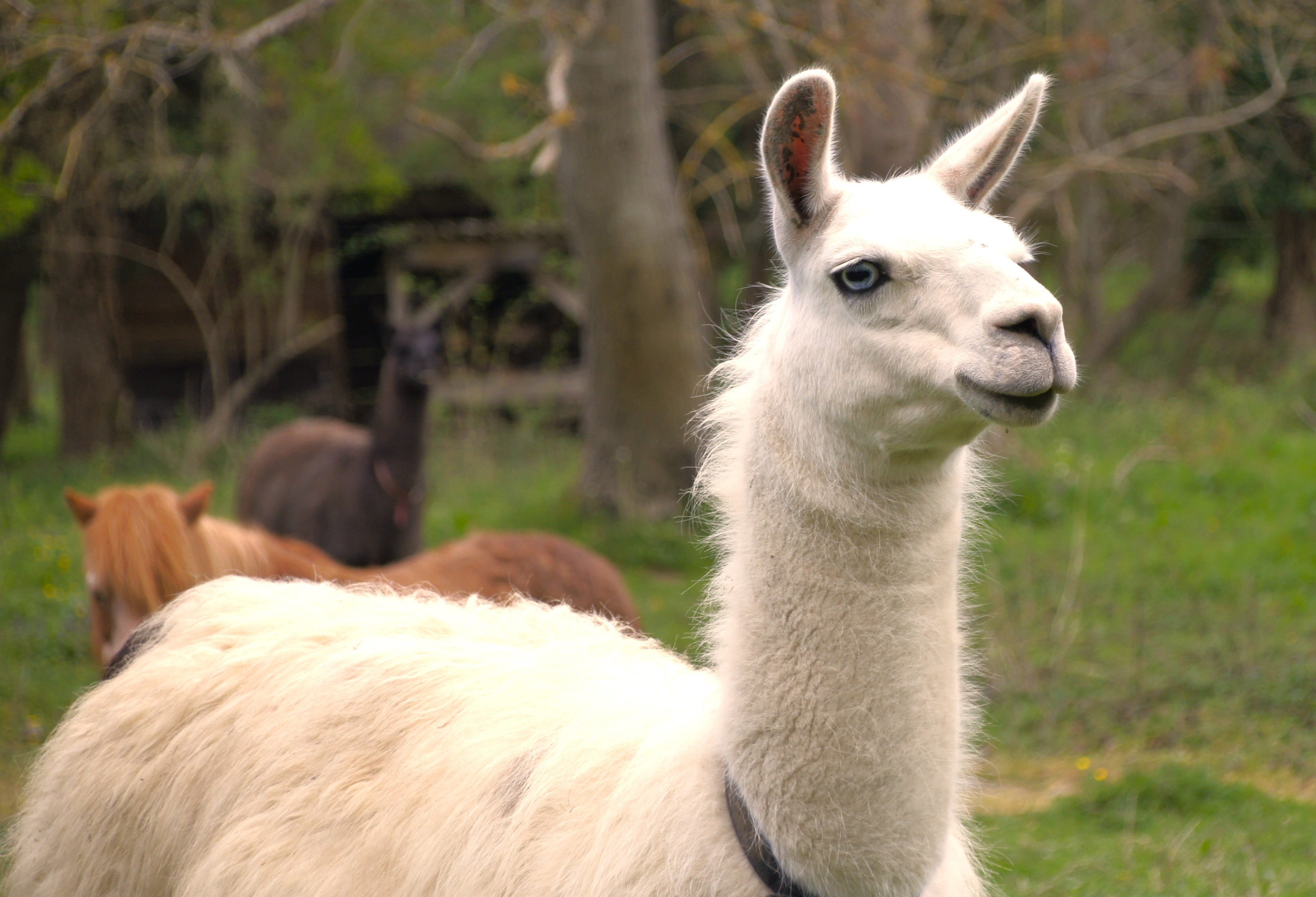 Lama à Buxières les Mines