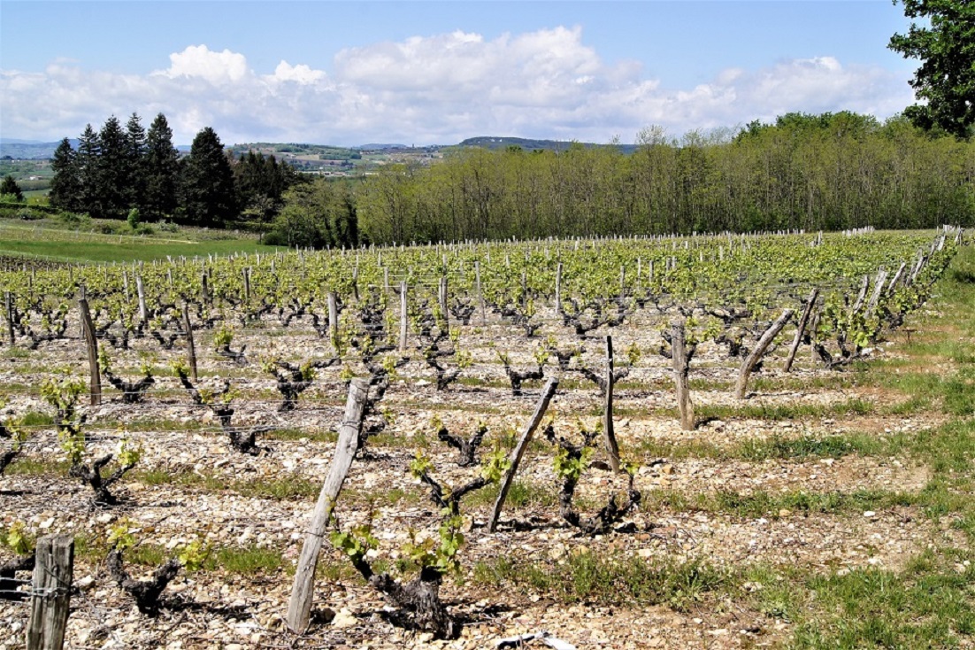 Les vignes1 à Marcy