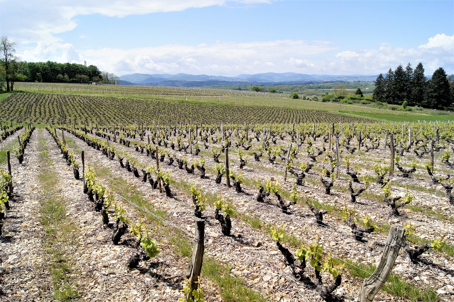 Les vignes à Marcy