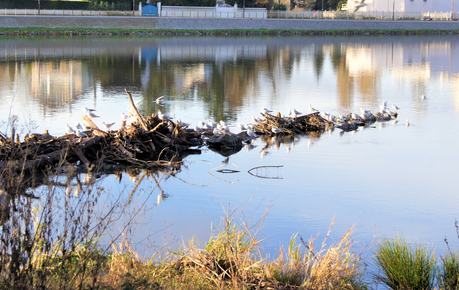 Mouettes sur l'Allier