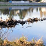 Mouettes sur l'Allier décembre 2019