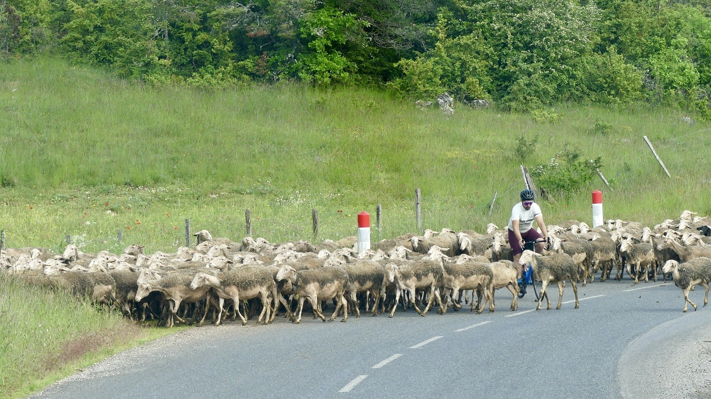 Moutons