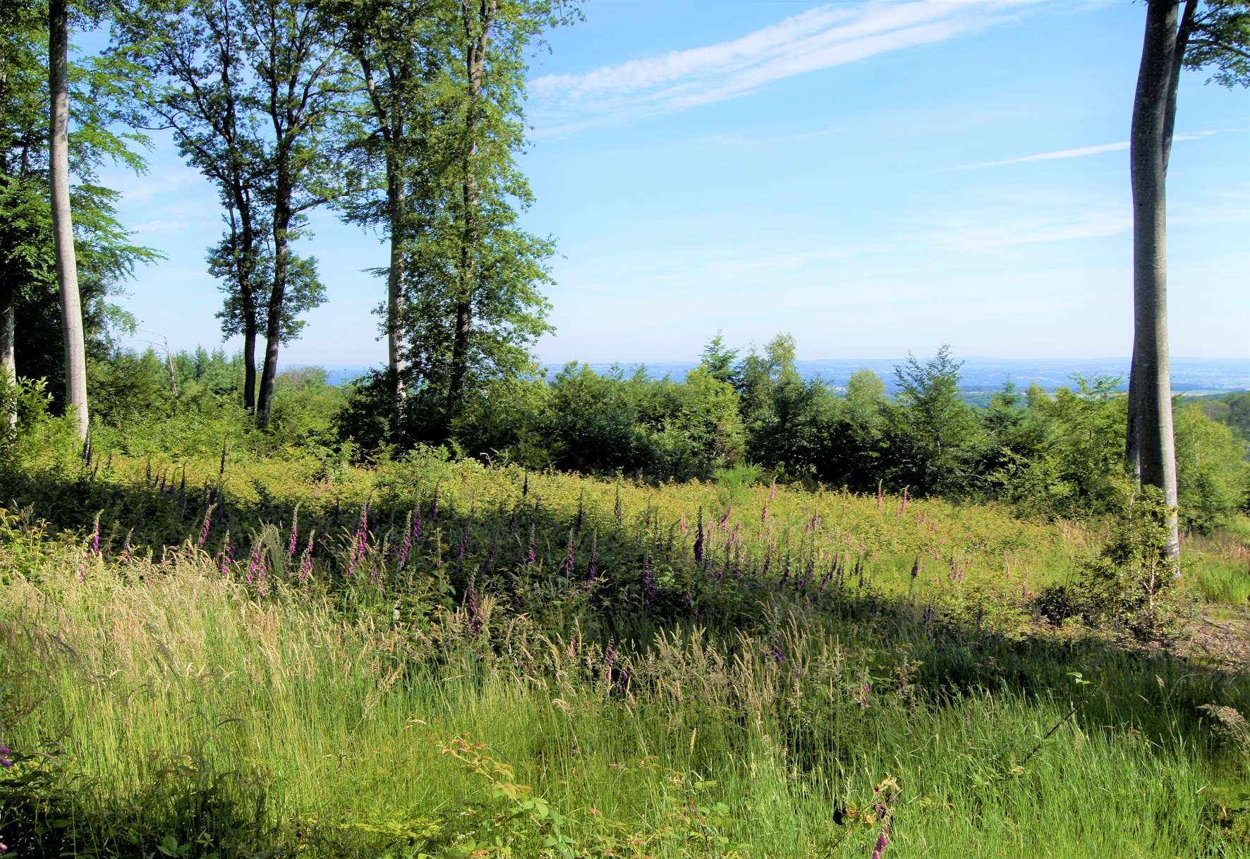 Paysage à la Bosse-1 juin 2019