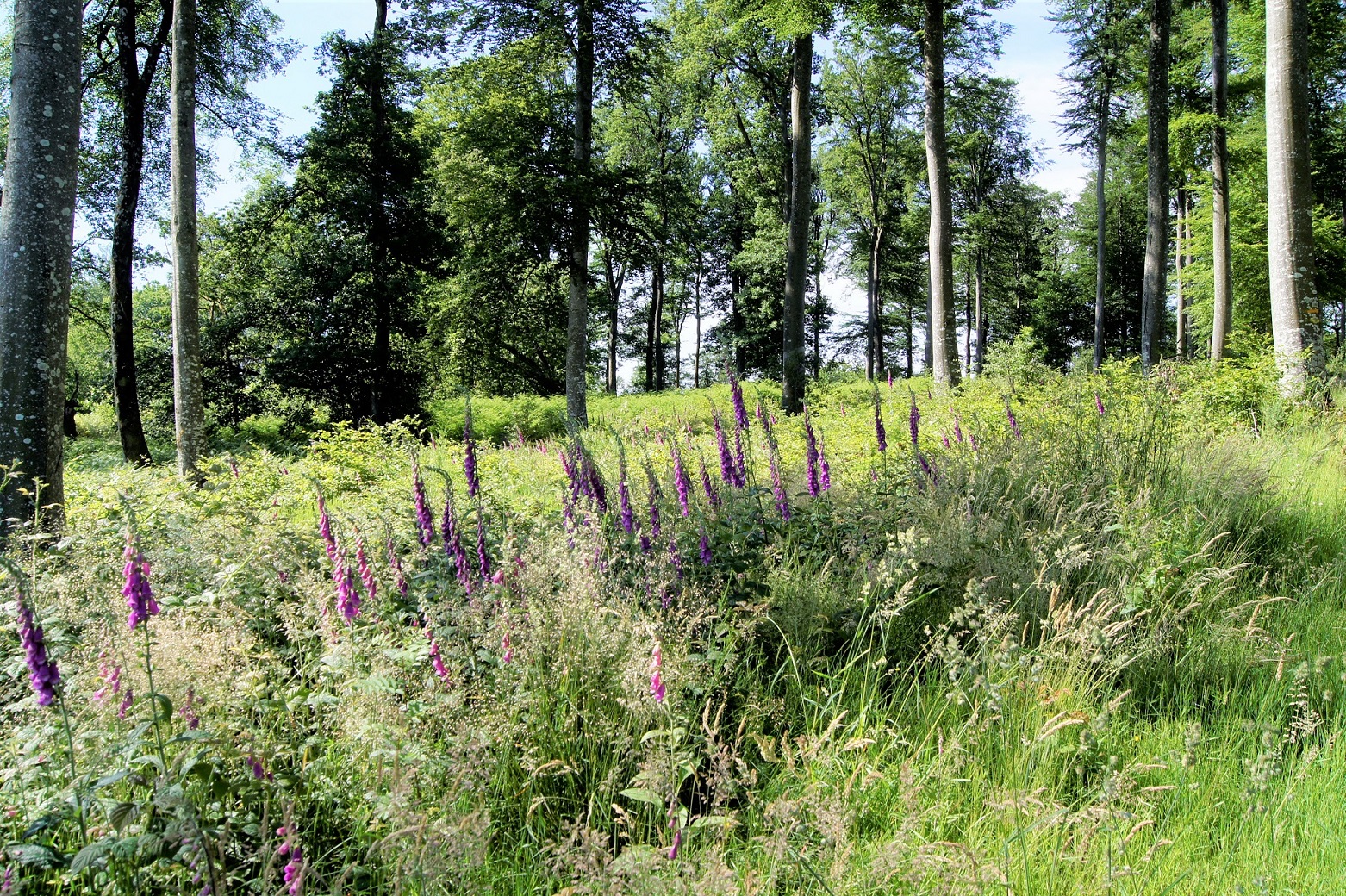 Paysage à La Bosse juin 2019