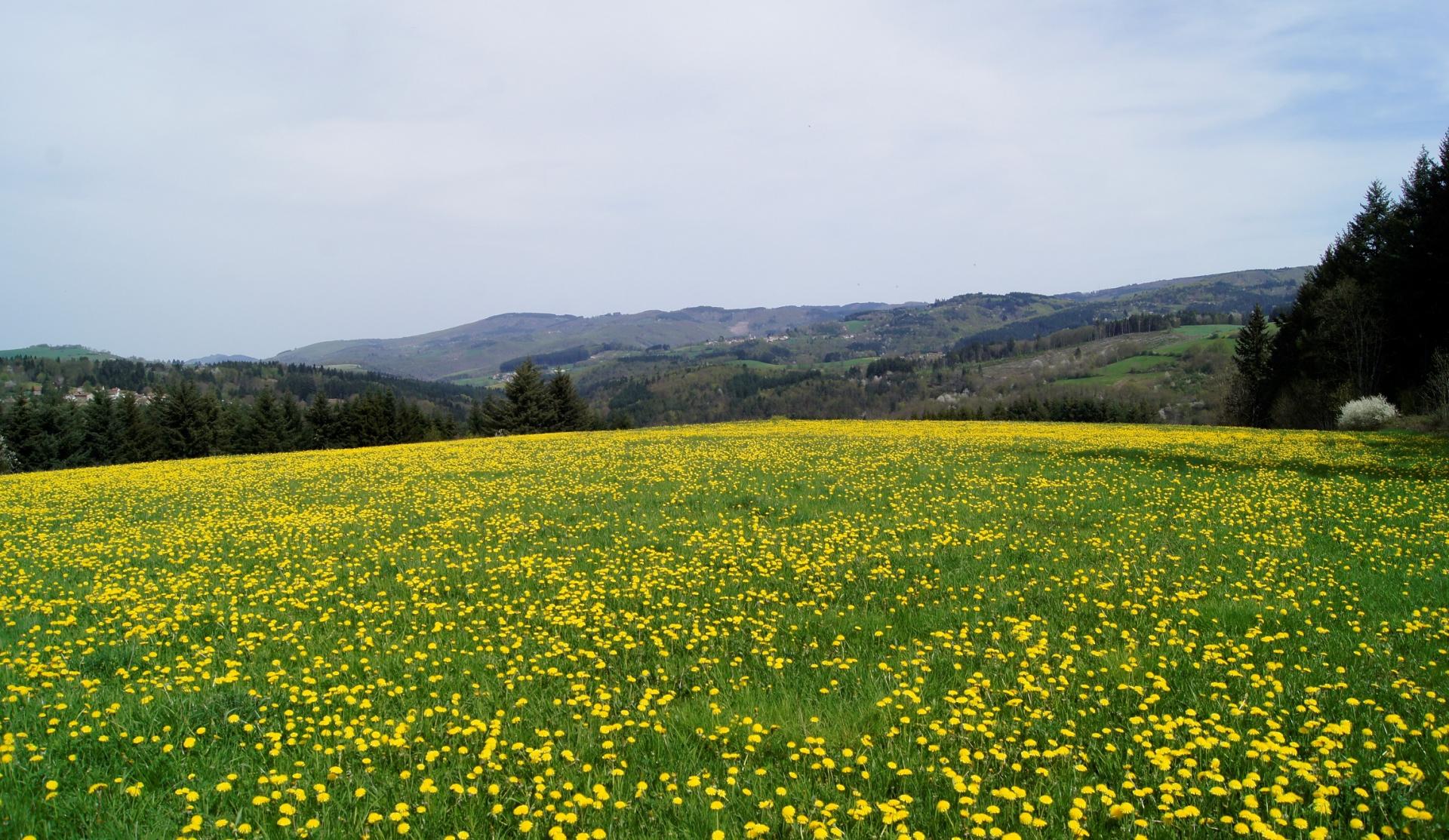 Paysage autour de Laprugne