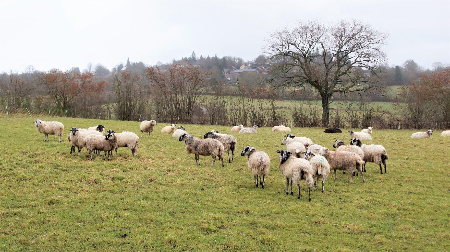 Pulvérières et le mouton noir....