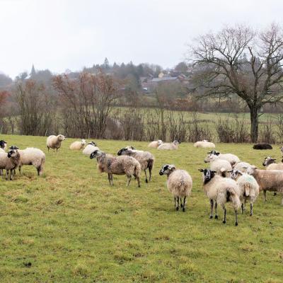 Pulvérières et le mouton noir....
