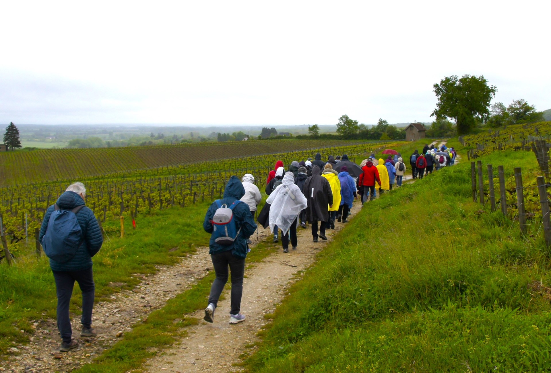 Randonneurs dans les vignes de Sancerre