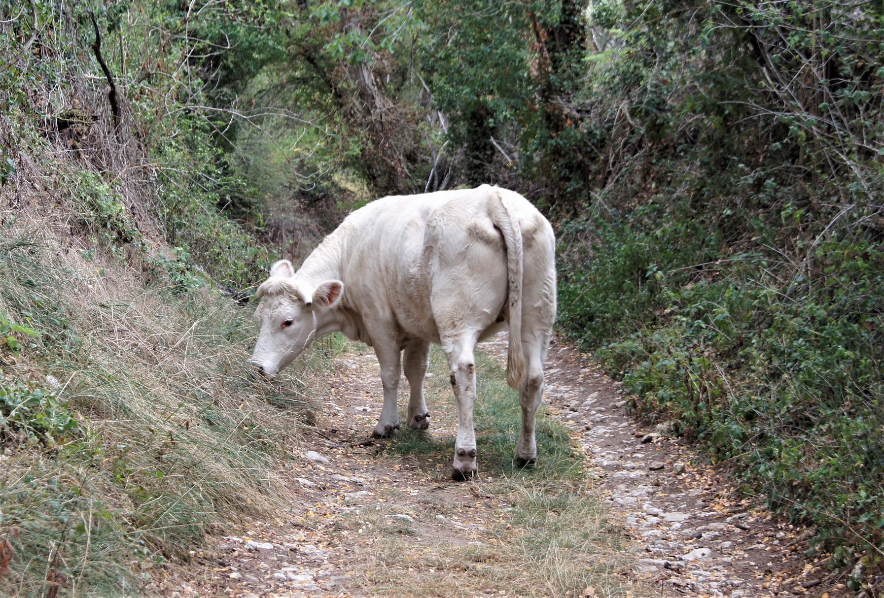 Randonneuse sur les chemins d'Ebreuil septembre 2019