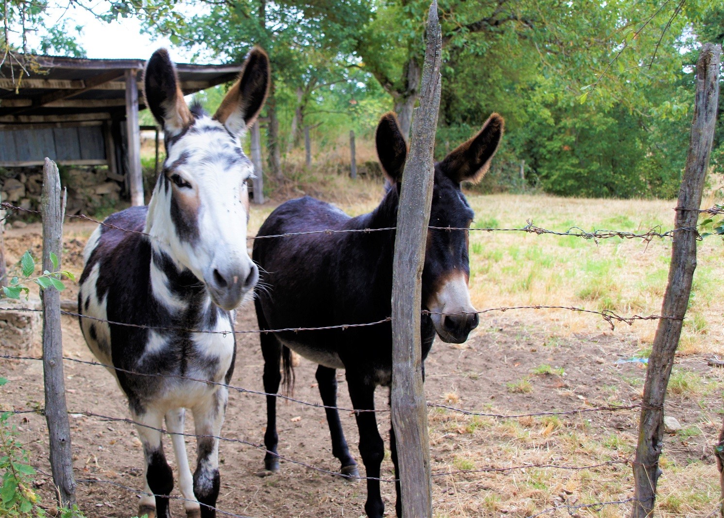 Rencontre sur les chemins à Chouvigny