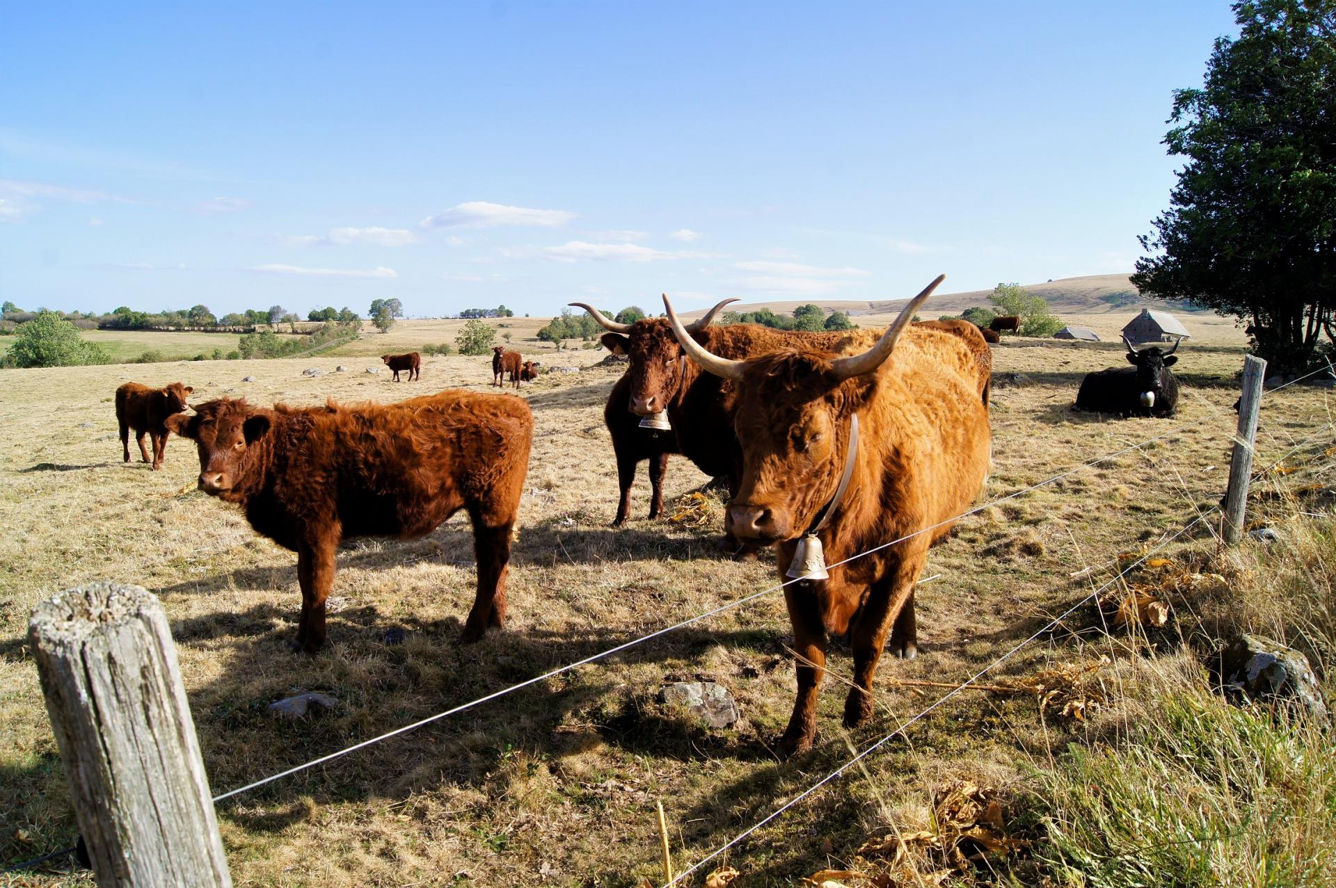 Rencontre sur les chemins à Salers