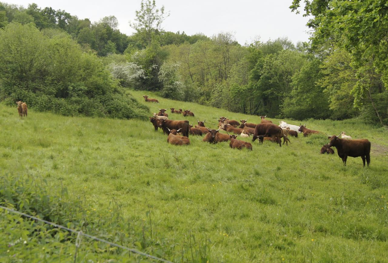 Campagne Mayet de Montagne mai 2016