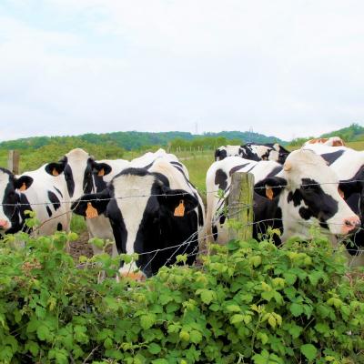 Troupeau sur les coteaux de Gannat