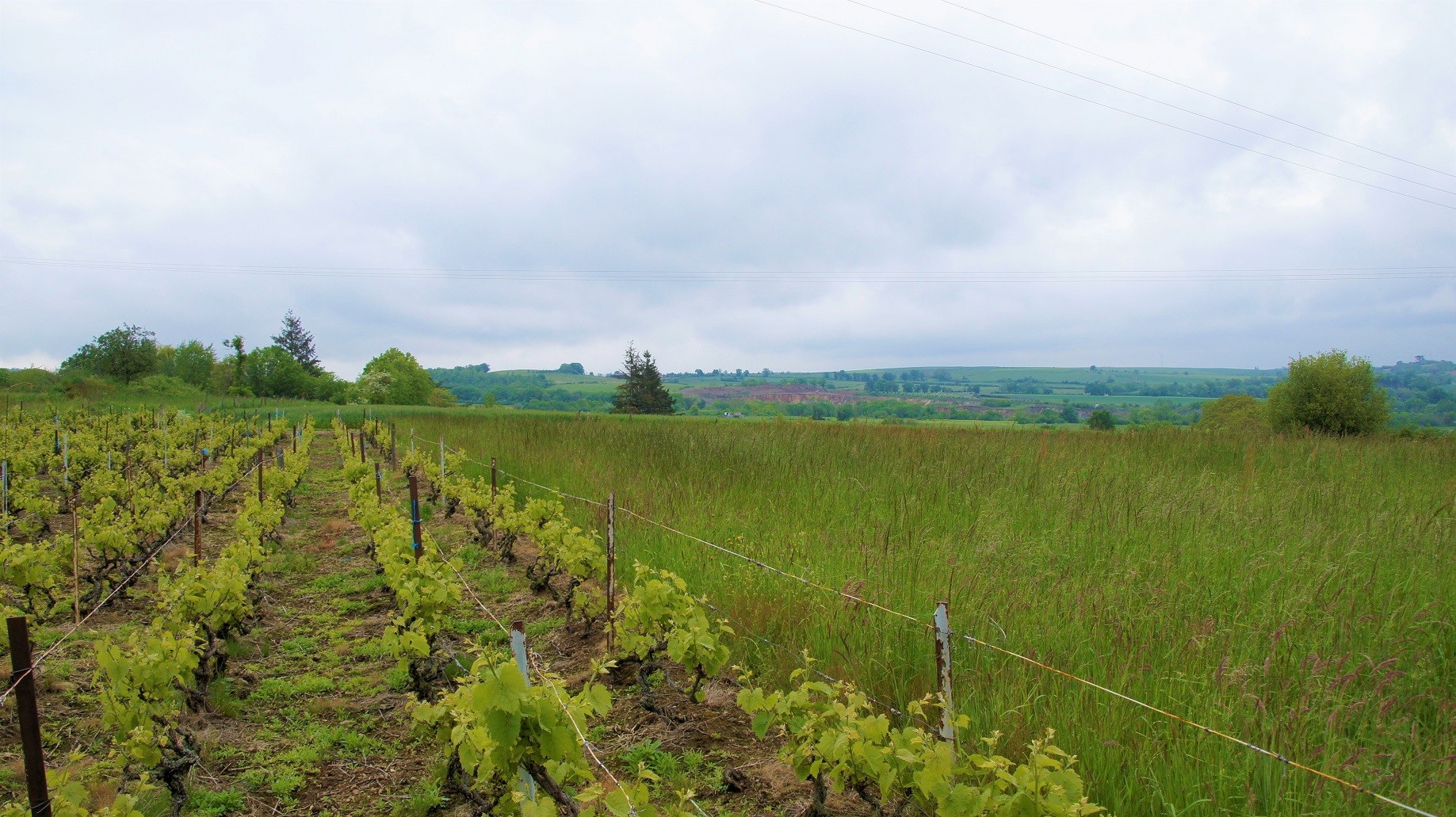 Vigne et carriere sur les hauteurs de Gannat