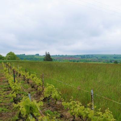 Vigne et carriere sur les hauteurs de Gannat